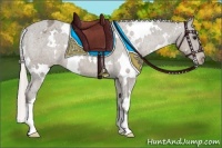Horse Color:White Spotted Silver Grullo Appaloosa 