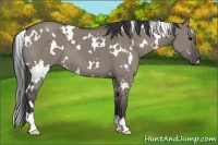 Horse Color:White Spotted Smoky Grullo 