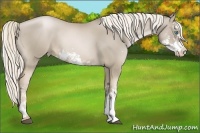 Horse Color:Chocolate Palomino Pearl Sabino
