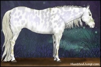 Horse Color:Watercolor Palomino Onyx Appaloosa 
