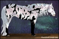 Horse Color:Watercolor Buckskin Onyx Sabino Appaloosa