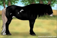 Horse Color:White Spotted Buckskin Dun Sabino Appaloosa 