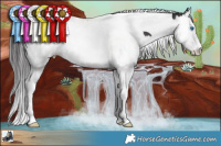 Horse Color:Smoky Black Splash Tobiano 