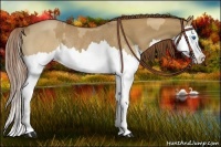 Horse Color:Red Dun Splash  and Red Dun Splash Rabicano 