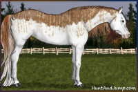 Horse Color:Red Dun Splash and Gray Red Dun Splash