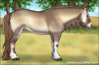 Horse Color:Liver Red Dun Onyx 