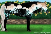 Horse Color:White Spotted Silver Bay Tobiano 