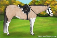 Horse Color:Buckskin Roan Splash 