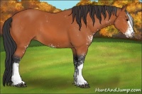 Horse Color:Bay Sabino 