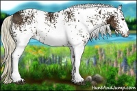 Horse Color:White Spotted Liver Chestnut Ice Rabicano