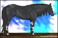 Horse Color:Black Sabino Tobiano