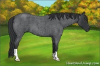 Horse Color:Blue Roan 
