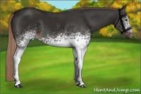 Horse Color:White Spotted Liver Chestnut Sabino 