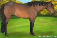 Horse Color:Buckskin Rabicano
