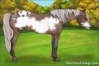 Horse Color:Silver Bay Frame Appaloosa 