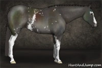 Horse Color:White Spotted Liver Chestnut 