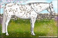 Horse Color:Chocolate Palomino Appaloosa 