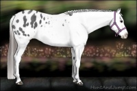 Horse Color:Blue Roan Appaloosa