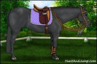 Horse Color:Black 