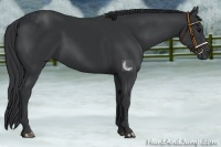 Horse Color:Black 