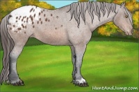 Horse Color:Bay Appaloosa 