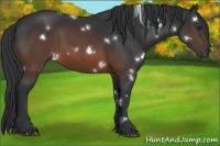 Horse Color:White Spotted Brown 