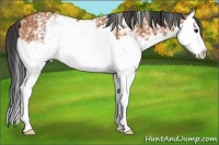 Horse Color:White Spotted Bay Splash 