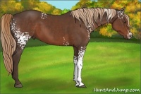 Horse Color:White Spotted Liver Chestnut Rabicano 