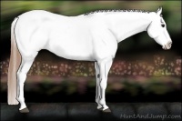 Horse Color:Buckskin Appaloosa