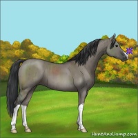 Horse Color:Grullo Brindle 