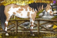 Horse Color:White Spotted Bay Dun Splash Frame 