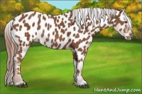 Horse Color:Chestnut Near Leopard Rabicano 