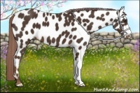 Horse Color:Liver Chestnut Appaloosa 