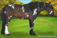 Horse Color:White Spotted Brown 