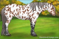 Horse Color:White Spotted Bay Appaloosa