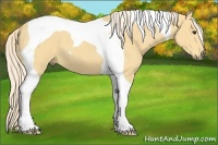 Horse Color:Palomino Tobiano 
