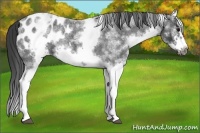 Horse Color:White Spotted Blue Roan Splash Frame Appaloosa 