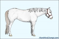 Horse Color:White Spotted Silver Black 