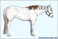 Horse Color:Chestnut Sabino Splash