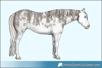 Horse Color:Silver Black Sabino Splash