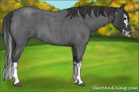 Horse Color:Blue Roan Splash 