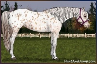 Horse Color:Brown Appaloosa  and Sable Champagne Appaloosa 