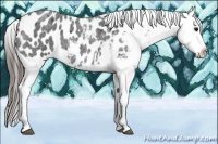 Horse Color:Blue Roan Appaloosa 