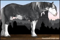 Horse Color:Black Sabino Splash 