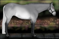Horse Color:Silver Brown Chinchilla Rabicano