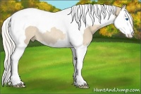 Horse Color:Cremello Splash Tobiano Rabicano 