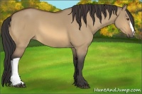 Horse Color:Buckskin Dun 