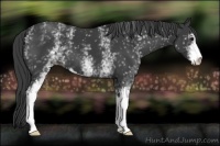 Horse Color:White Spotted Smoky Black Sabino 