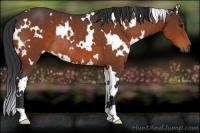 Horse Color:White Spotted Bay Rabicano