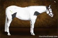 Horse Color:Black Splash Tobiano 